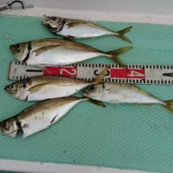 KONAYAーMARU(こなや丸) 釣果