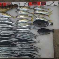 石川県 ダツ 陸っぱり 釣り 魚釣り 釣果情報サイト カンパリ