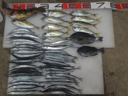 のとじま臨海公園海づりセンター 釣果