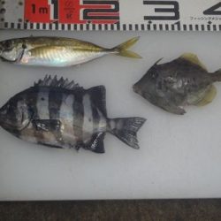 のとじま臨海公園海づりセンター 釣果