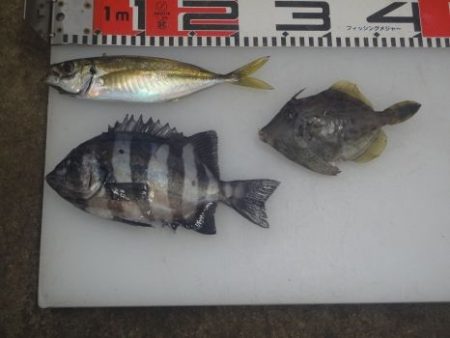 のとじま臨海公園海づりセンター 釣果