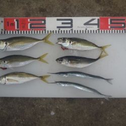 のとじま臨海公園海づりセンター 釣果