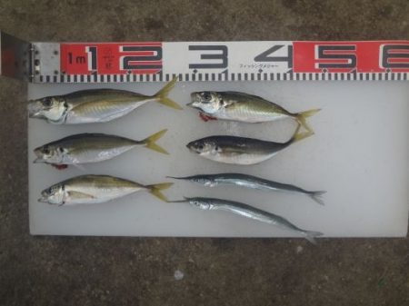 のとじま臨海公園海づりセンター 釣果