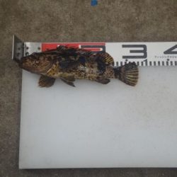 のとじま臨海公園海づりセンター 釣果