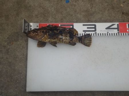 のとじま臨海公園海づりセンター 釣果