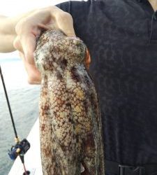 恵比寿丸(兵庫) 釣果