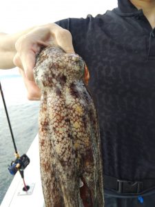 恵比寿丸（兵庫） 釣果