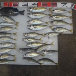 のとじま臨海公園海づりセンター 釣果