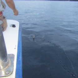 ジギング船 BLUEWATER 釣果