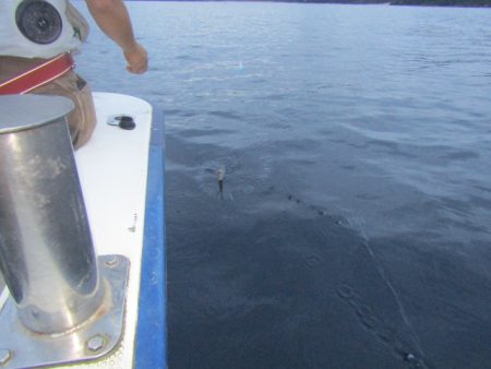 ジギング船 BLUEWATER 釣果