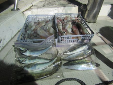 ジギング船 BLUEWATER 釣果