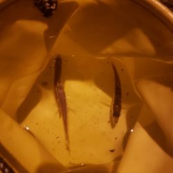 エソの嵐でした