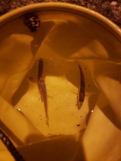 エソの嵐でした