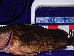 リベンジマッチ