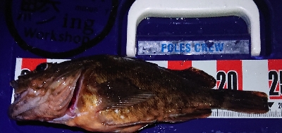 リベンジマッチ