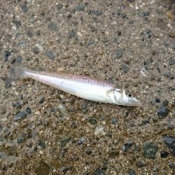 思わぬ強烈なアタリに対応出来ず…