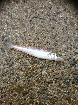 思わぬ強烈なアタリに対応出来ず…