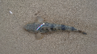 やっと釣れました