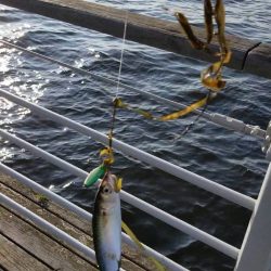 コスモで初心者とジグサビキ