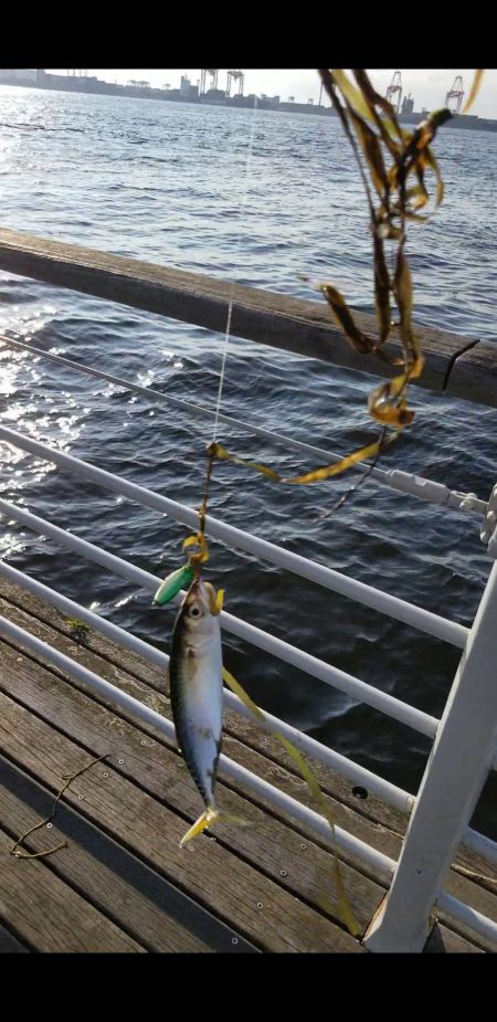 コスモで初心者とジグサビキ