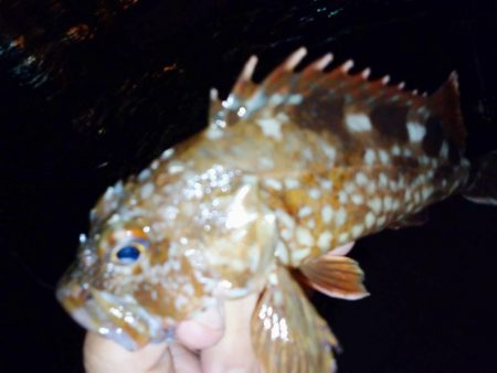 八雲で良型ゲット!!