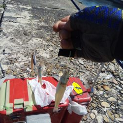 淡路島キス遠征