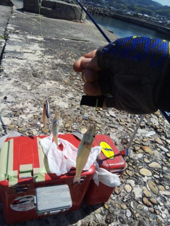 淡路島キス遠征