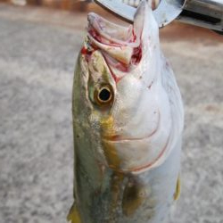 ライトショアジギングで久々の大物!?