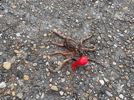 二見タコ(2020-2)