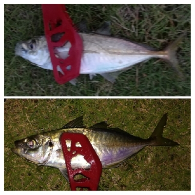 アジング1805〜1915