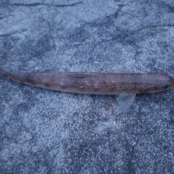 エソの嵐でした