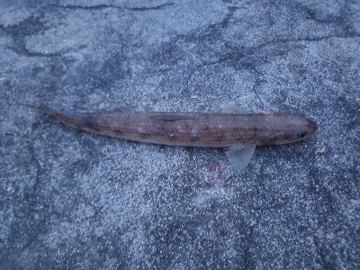 エソの嵐でした