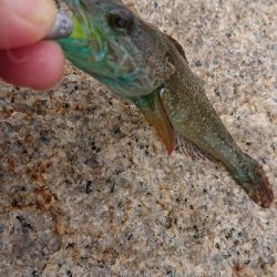 泉南ガシリング