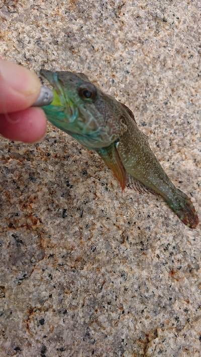 泉南ガシリング