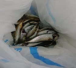 ルアー、ノマセの青物不発