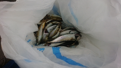 ルアー、ノマセの青物不発