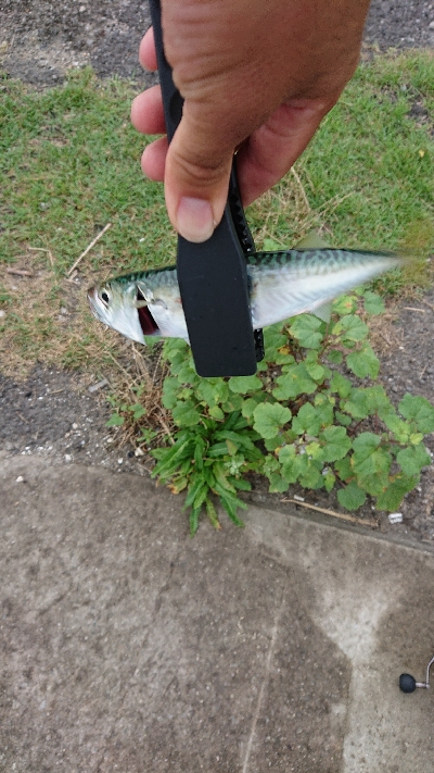 サバが大きくなってきた♪