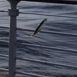 コスモで初心者とジグサビキ