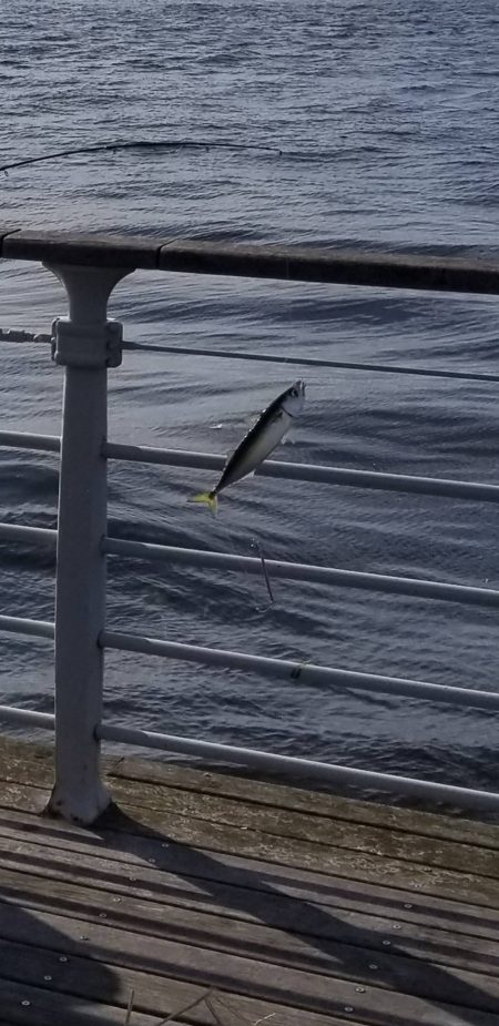 コスモで初心者とジグサビキ