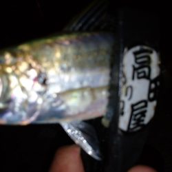 ご近所アジング偵察