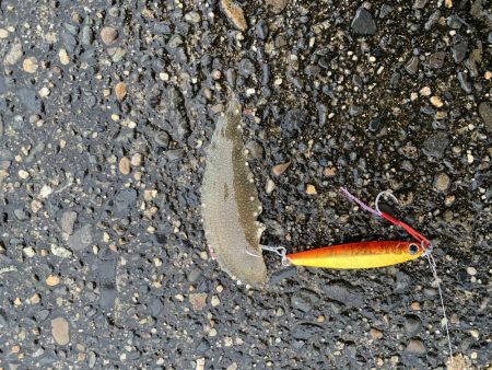 ビギナーが子座布団ＧＥＴ