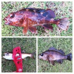 アジング1805〜1915