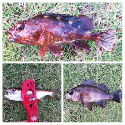 アジング1805〜1915