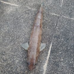 エソの嵐でした