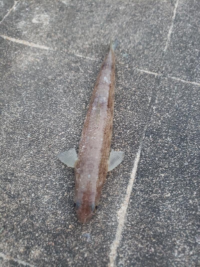 エソの嵐でした