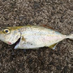 いきなりナブラ‼️