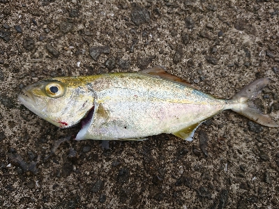 いきなりナブラ‼️