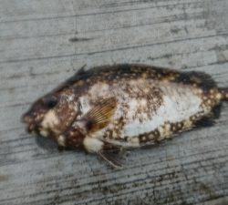 ルアー、ノマセの青物不発