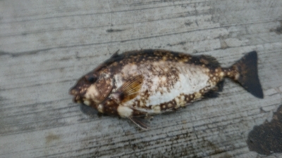 ルアー、ノマセの青物不発