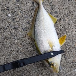 今日もライトゲーム